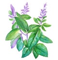 Holy basil (tulsi) plant isolated on white background. Generative AI illustration in watercolor style