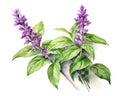 The Holy basil (tulsi) plant is isolated on a white background.