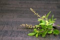 Holy Basil or Tulsi queen of herbs and wooden mortar