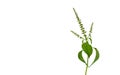 Holy basil vegetable on white background. Pile of Sacred basil leaves plant isolated