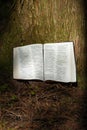 Holy Bible opened in Psalm 119 outdoors on tree trunk with sunlight Royalty Free Stock Photo