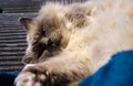 A holy birman cat playing Royalty Free Stock Photo