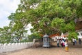 Holy bodhi ficus tree in the Dambulla Golden temple cave complex