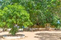 The holy Bodhi tree in Dematamal Vihara