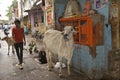 Holy cow, Alwar, Rajasthan, India Royalty Free Stock Photo