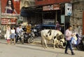 A Holy Cow Helps Himself to the Rubbish Bin