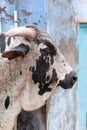 Holy cow walking in the street in Jodhpur, Rajasthan state of India Royalty Free Stock Photo