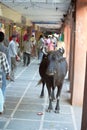 A Holy Cow Wanders through a Market, Travel to India