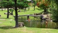 Holy deers in the pond at Historic Nara park Royalty Free Stock Photo