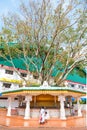 Holy ficus religiosa tree shrine near buddhist temple in Sri Lan