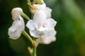 Holy Ghost orchid, Peristeria elata Royalty Free Stock Photo