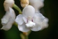 Holy Ghost orchid, Peristeria elata Royalty Free Stock Photo