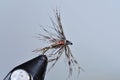 Soft hackle trout fly Royalty Free Stock Photo