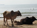 Holy Indian cows resting on the sea beach in north goa. cow stands on the sand Royalty Free Stock Photo