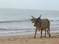 Holy Indian cows resting on the sea beach in north goa. cow stands on the sand Royalty Free Stock Photo