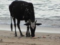 Holy Indian cows resting on the sea beach in north goa. cow stands on the sand Royalty Free Stock Photo