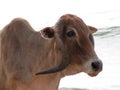 Holy Indian cows resting on the sea beach in north goa. cow stands on the sand Royalty Free Stock Photo