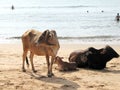 Holy Indian cows resting on the sea beach in north goa. cow stands on the sand Royalty Free Stock Photo