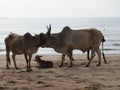 Holy Indian cows resting on the sea beach in north goa. cow stands on the sand Royalty Free Stock Photo