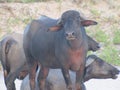 Holy Indian cows resting on the sea beach in north goa. cow stands on the sand Royalty Free Stock Photo