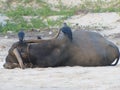 Holy Indian cows resting on the sea beach in north goa. cow stands on the sand Royalty Free Stock Photo