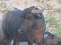 Holy Indian cows resting on the sea beach in north goa. cow stands on the sand Royalty Free Stock Photo