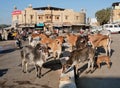 Holy indian cows stand in the group on the city street