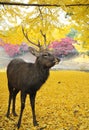 Holy Japanese deer during autumn Royalty Free Stock Photo
