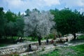 Holy land Series -Almond tree in Ayalon Park Royalty Free Stock Photo