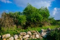 Holy land Series - ancient trees, Hirbat Burgin Royalty Free Stock Photo