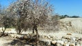 Holy land Series - Eleutheropolis Beit Guvrin national Park Royalty Free Stock Photo