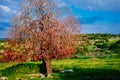 Holy land Series - Red Oak Tree, Hirbat Burgin