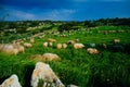 Holy land Series - Sheeps in the meadow, Hirbat Burgin Royalty Free Stock Photo