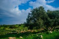 Holy land Series - Sheeps in the meadow, Hirbat Burgin 2 Royalty Free Stock Photo