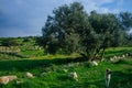 Holy land Series - Sheeps in the meadow, Hirbat Burgin 3