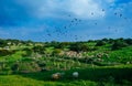 Holy land Series - Sheeps in the meadow, Hirbat Burgin 4 Royalty Free Stock Photo