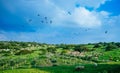 Holy land Series - Sheeps in the meadow, Hirbat Burgin 5 Royalty Free Stock Photo