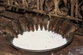 Holy rats drinking milk from a bowl, Karni Mata Temple, Deshnok, India