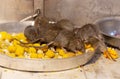 Holy rats in the famous Indian Karni Mata temple, Deshnoke near Bikaner, Rajasthan state of India Royalty Free Stock Photo