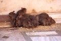 Holy rats running around Karni Mata Temple, Deshnok, India