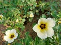 Holy rose - turnera subulata flower