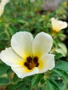 Holy rose - turnera subulata flower