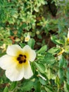 Holy rose - turnera subulata flower