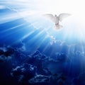 Holy spirit bird Royalty Free Stock Photo