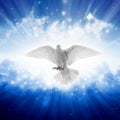 Holy spirit bird flies in skies, bright light shines from heaven Royalty Free Stock Photo