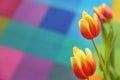 Beautiful spring tulip on a colored background
