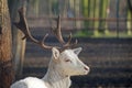 Holy St Hubert deer, albino fallow deer Royalty Free Stock Photo