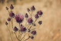 Holy thistle flower