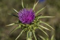 Holy Thistle thorn