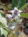 Holy tree of hindus violet flowers